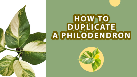 Les secrets des philodendrons grimpants : guide d’entretien et d’épanouissement