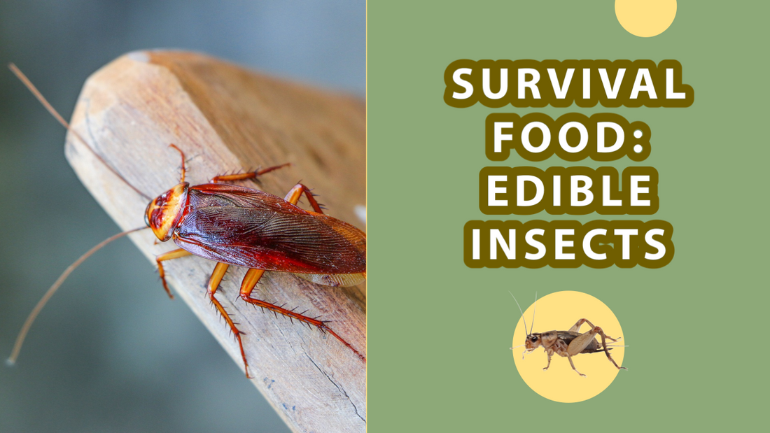 Découvrez les insectes comestibles : L’alimentation durable du futur 🦗🍽️